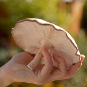 Shiitake